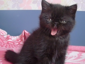 Просмотреть фотографию Другие животные продам котенка экзота 35587095 в Красноярске