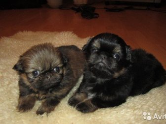 Красивые щенки Пекинеса шоколадного окраса, Мальчик и девочка, Очень хорошие и красивые пекинесики !Недорого, в Красноярске