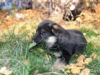 Продам чистокровных щенков немецкой овчарки,  Родители с родословной,  Есть длинношёрстые и стандартные,  Рождены 15 сентября,  Больше информации Вайбер или Ватсап, в Красноярске