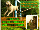 Свежее изображение  Курс дрессировки собак TreT-Style, 35829055 в Иркутске