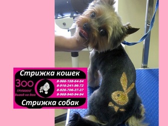 Свежее фото  Стрижка кошек и собак Выезд на дом в любой район Москвы и Московской области 37078567 в Кургане