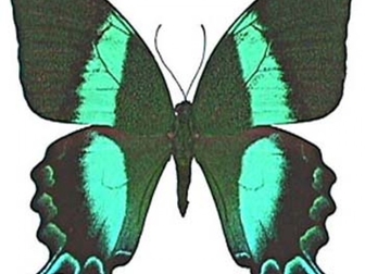 Свежее фотографию  Живые тропические бабочки- Лучшие подарки на любые праздники! 38638326 в Махачкале