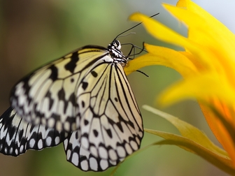 Просмотреть изображение  Живые тропические бабочки- Лучшие подарки на любые праздники! 38638350 в Махачкале