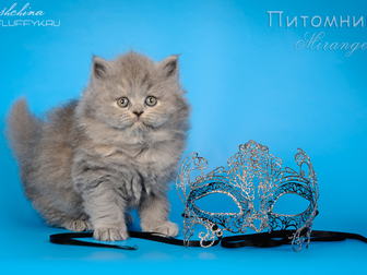 Свежее фото  Купить длинношерстного котенка в Москве 43900377 в Москве