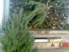Скачать изображение  Живые новогодние ёлки (сосны) оптом 40308107 в Кузнецке