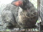 Увидеть фото  кролики бельгийский фландер и белого великана 65164218 в Липецке