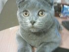 Смотреть foto  ищем жениха кошке (11 месяцев) шотландская вислоухая 32816001 в Люберцы