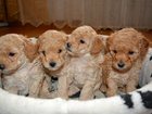 Скачать изображение Продажа собак, щенков Щенки карликового пуделя 32371841 в Магнитогорске