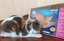 Когтедралки для кошек в Волгограде