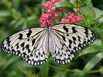 Смотреть изображение Организация праздников Живые тропические бабочки на ваш праздник 33888887 в Махачкале