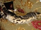 Увидеть изображение Разное Сококи сококе Соукок sokoke элитные котята 34575896 в Москве