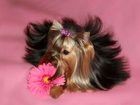 Скачать изображение Вязка собак Вязка с очаровательным мини йорком с мордочкой бейби-фейс, 34600405 в Москве