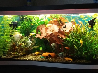 Просмотреть фотографию  Шикарный аквариум «Волна» на 260 л, 34776260 в Москве