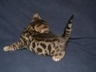 Скачать изображение  Клубные бенгальские котята для разведения и выставок 32351620 в Москве