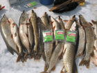 Скачать foto  FishHungry - зимняя рыбалка 34471666 в Москве
