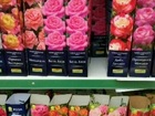 Скачать бесплатно foto  Великолепные саженцы роз дешево, мелкий опт 38663286 в Москве