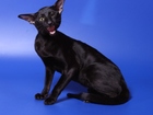 Просмотреть foto Вязка кошек Молодой, опытный ориентал на вязку 40449655 в Люберцы
