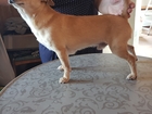 Скачать изображение Вязка собак Кобель ищет суку для вязки 67721293 в Челябинске