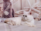 Уникальное фото Вязка кошек Шиншилла поинт британец на вязку приглашает 68755897 в Москве