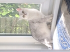 Увидеть изображение Вязка кошек потомственный шиншилловый британец на вязку 76541349 в Москве