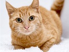 Новое фотографию  Рыжая кошка в добрые руки, 86620729 в Москве