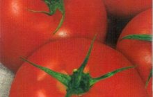 Продаю семена томата сорта Ультраскороспелый сибирской селекции