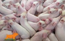 продажа свиней