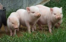 Комбикорм Финишер для свиней