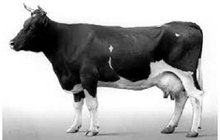 БВМ добавка для дойной коровы 20%