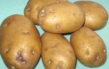 Элитный семенной картофель - почтой