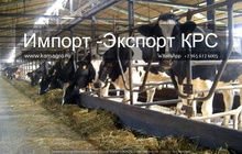 Продажа коров дойных,нетелей молочных пород