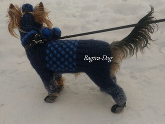 Скачать бесплатно изображение Одежда для собак Одежда для собак и кошек Bagira-Dog 18275192 в Москве