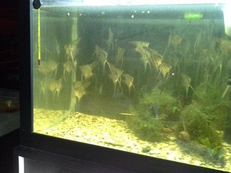 Просмотреть фото Аквариумные рыбки Скалярии перуанский альтум 33044355 в Москве