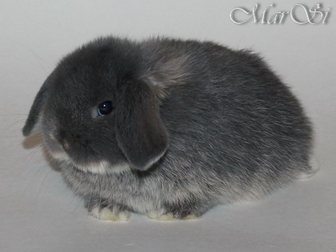 Увидеть изображение Грызуны Мини крольчата, цветные и вислоухие продажа 33614163 в Москве