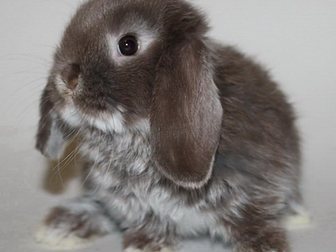 Просмотреть изображение Грызуны Мини крольчата, цветные и вислоухие продажа 33614163 в Москве