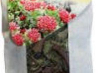 Новое фотографию  Целебные травы Алтая продам оптом и в розницу 37716601 в Горно-Алтайске