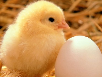 Увидеть foto  Инкубатор для яиц 38225440 в Белгороде