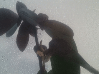 Уникальное фото Растения Цитокининовая паста 8 гр, , орхидея, клонирование, размножение, цветы, 38617547 в Москве