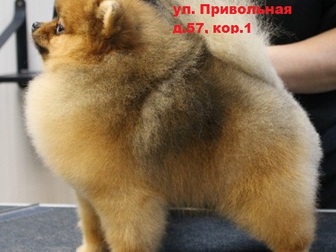 Увидеть foto Услуги для животных Стрижка собак в Москве, Зоосалон Бишон, 43680252 в Москве