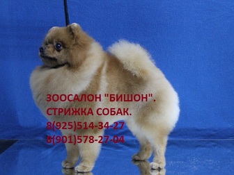 Свежее изображение Услуги для животных Стрижка и тримминг собак в Жулебино и Котельниках, Зоосалон Бишон, 63374661 в Москве