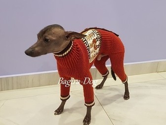 Новое foto Одежда для собак Вязаная одежда для Ксоло и КХС, Перуанских голых собак 67834442 в Москве
