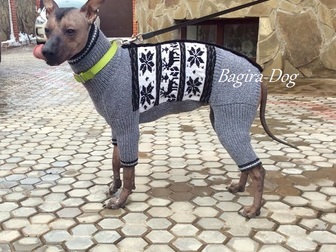 Скачать фотографию Одежда для собак Вязаная одежда для Ксоло и КХС, Перуанских голых собак 67834442 в Москве