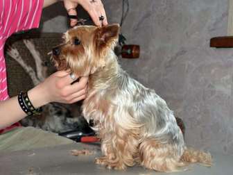 Скачать бесплатно фото  Гостиница для собак с домашней обстановкой 72586350 в Москве