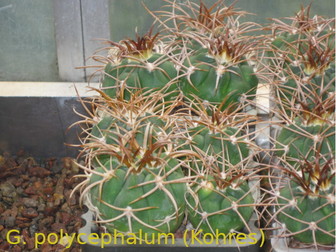 Смотреть foto  Сеянцы кактуса Gymnocalycium polycephalum от Kohres 74080298 в Москве