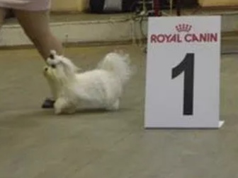 Уникальное фотографию Вязка собак Предлагается для вязки кобель Мальтезе 80973333 в Москве
