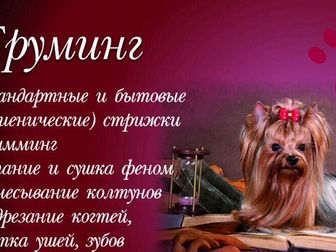 Увидеть фото Услуги для животных ГрумЛюкс работает с моделями, 85454771 в Москве