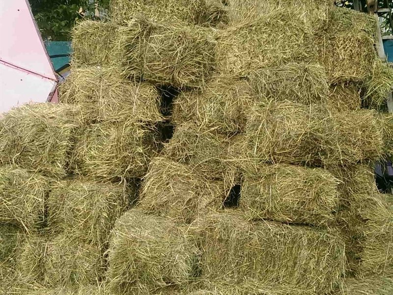 Где Купить Солому В Нижегородской Области