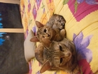 Новое фотографию  Кошечка ищет кота для вязки! 73468280 в Мурманске