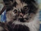 Скачать бесплатно фото Вязка Ищем кота для вязки, 33066625 в Мытищи