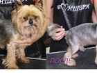 Уникальное изображение Стрижка собак Стрижка Йоркширских терьеров и Китайских хохлатых собак (пуховка) 40526968 в Мытищи